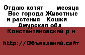 Отдаю котят. 1,5 месяца - Все города Животные и растения » Кошки   . Амурская обл.,Константиновский р-н